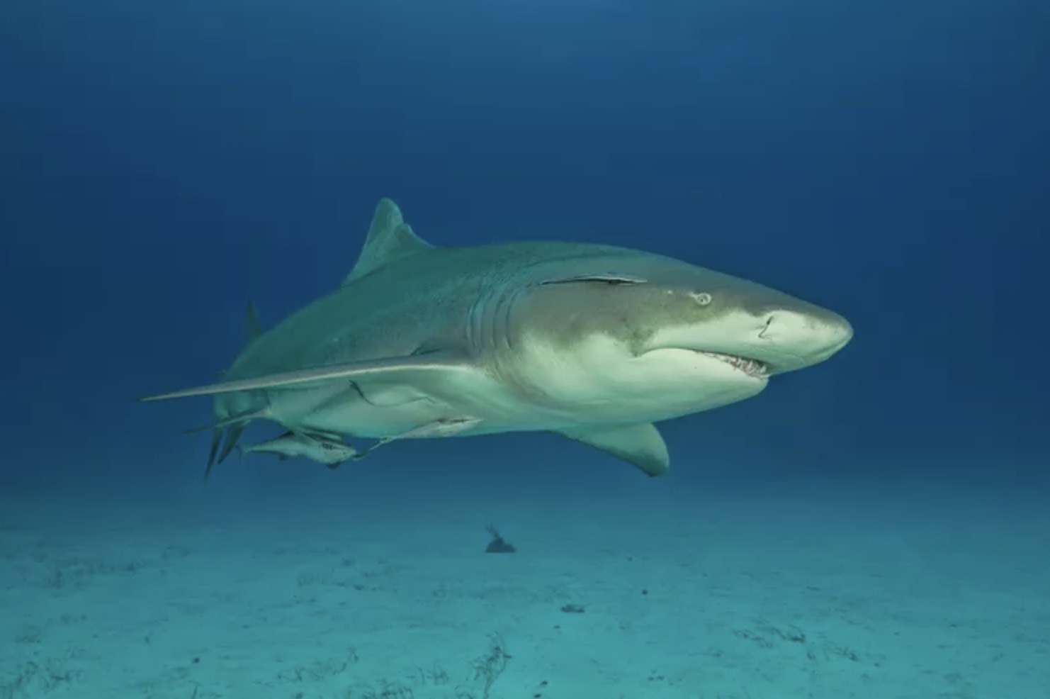 Tiburón 319, image size:1482x986